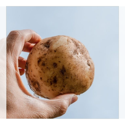 Hokkaido Danshaku potato 10kg