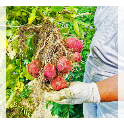 北海道産レッドアンデス 10kg  【15箱限定販売】