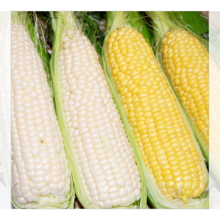 【今期終売】ホワイト&イエローコーン10本セット