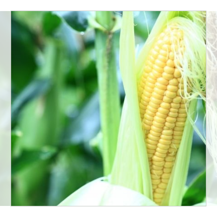 【今期終売】富良野産 イエローコーン10本