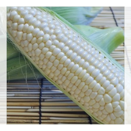 【今期終売】富良野産 ホワイトコーン10本